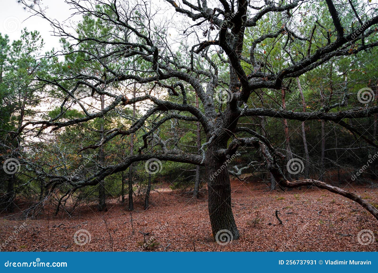 Big Oak Tree in the Autumn Forest Stock Image Image of environment