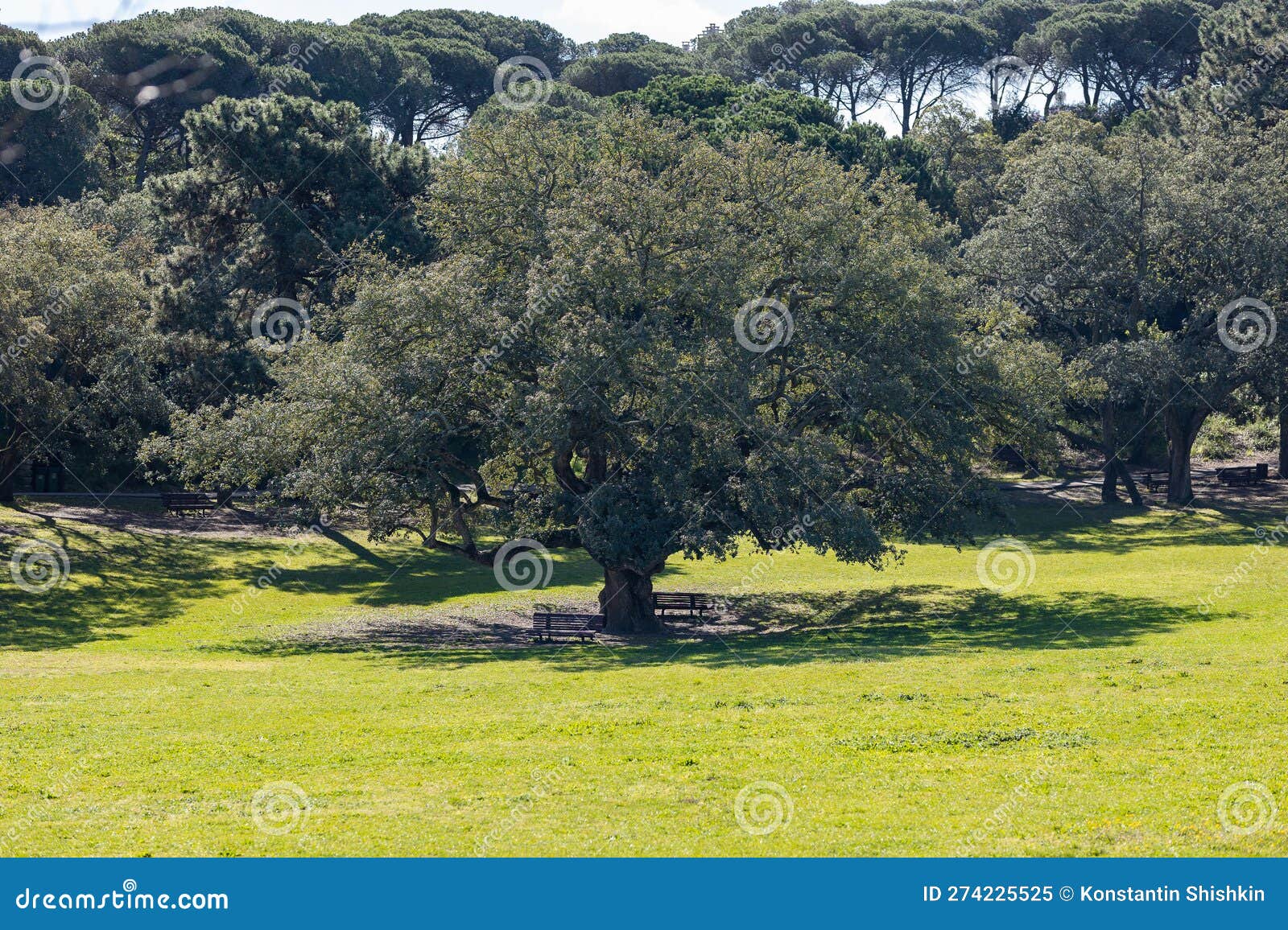 Big Oak Tree In A Green Park Stock Image Image Of Background Meadow