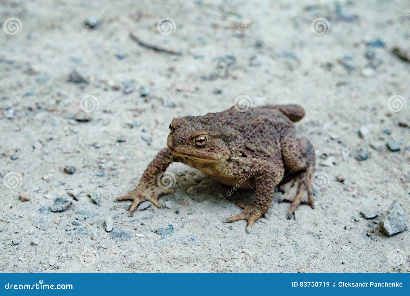 Big Old Toad Crawl on Ground Stock Image Image of earth, amphibious