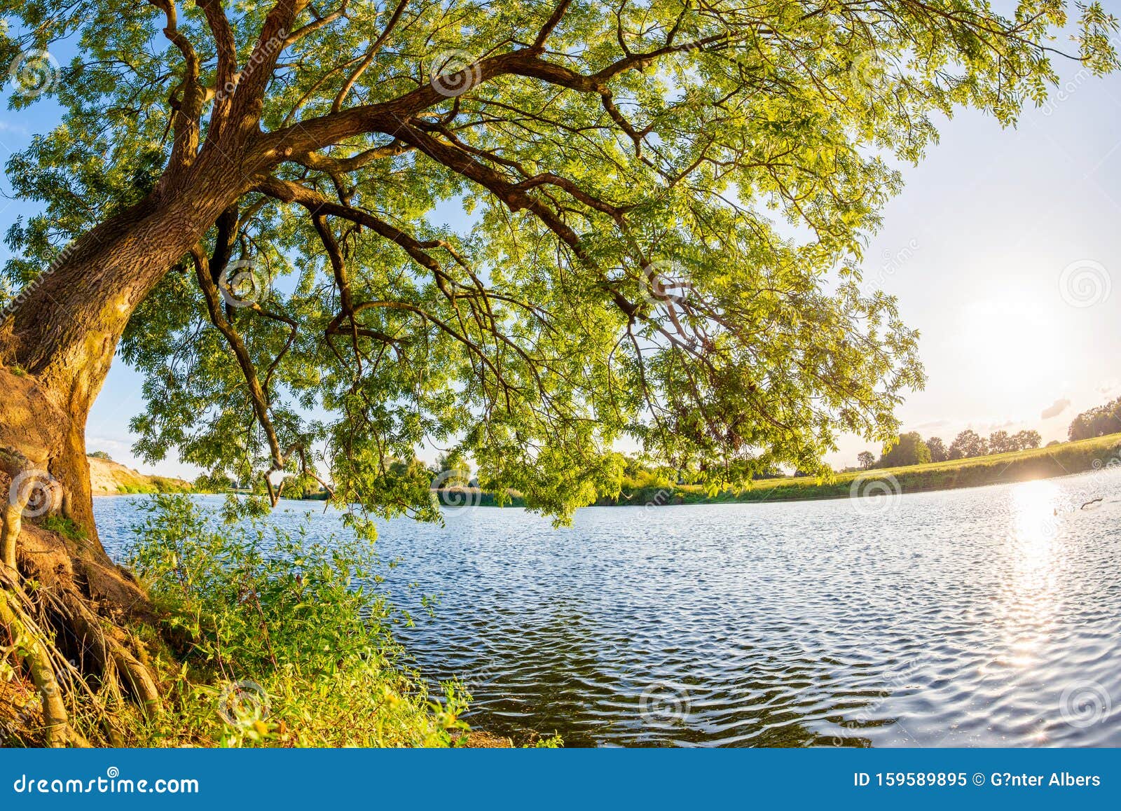 Big, Old Tree With River And Bright Sun In The Background Stock Image -  Image of beauty, land: 159589895