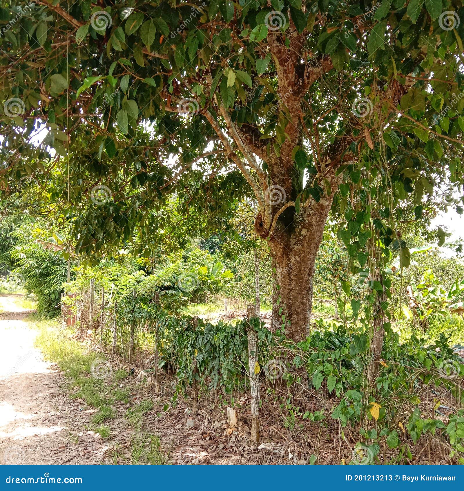 A Big Old Tree in the Village Forest Stock Image Image of village