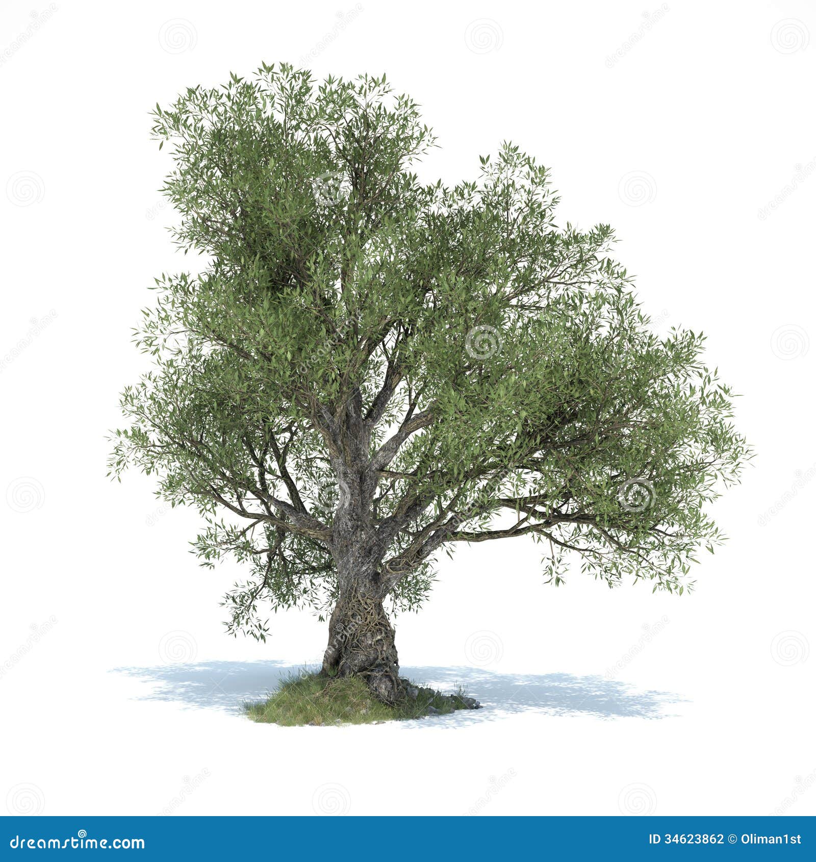 Big Olive Tree 3d Illustrated Stock Illustration - Illustration of east