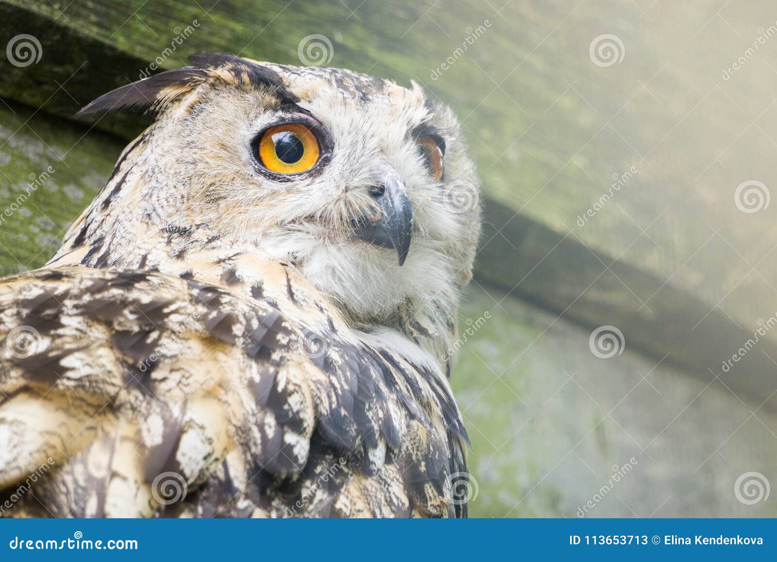 A Big Owl with Ginger Eyes Sitting on a Ledge in Its Wooden House in a ...