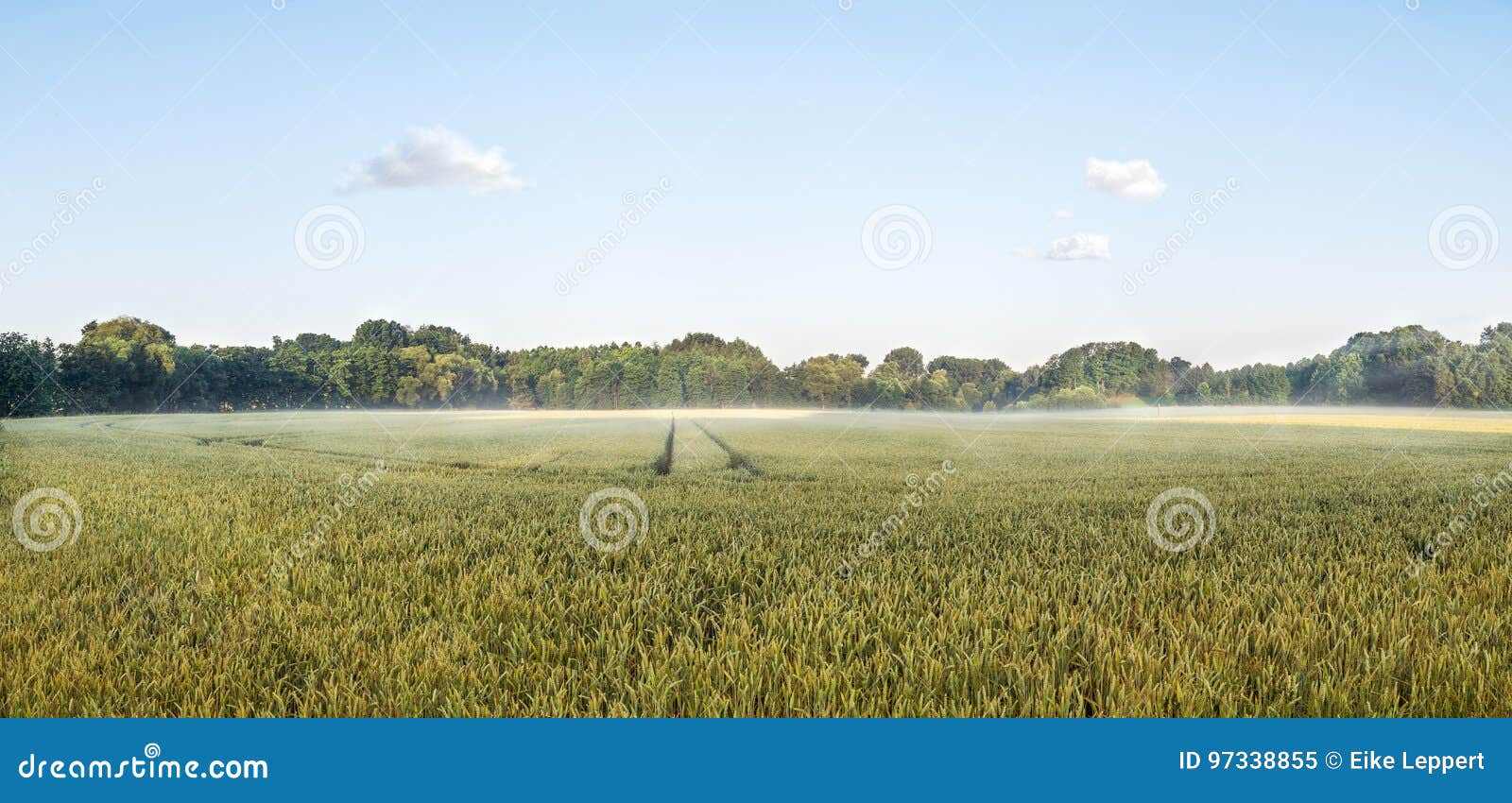 big panorama of a grainfield in the morning sun with fog. bayreuth, germany.