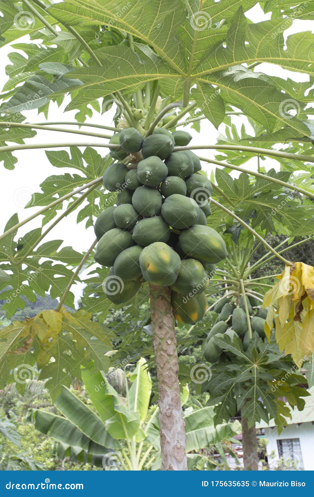A big papaya tree stock image. Image of sweet, ripe 175635635