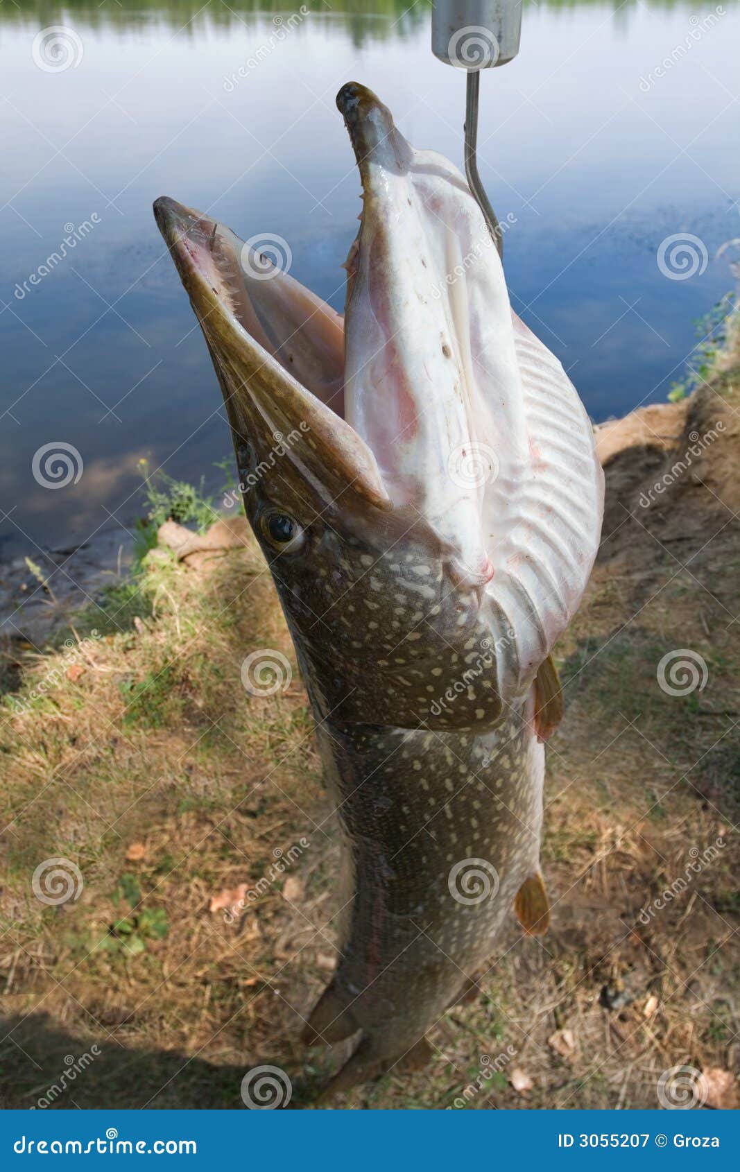 Close Up View of Big Freshwater Pike with Fishing Lure in Mouth Stock Photo  - Image of spinning, esox: 119475612