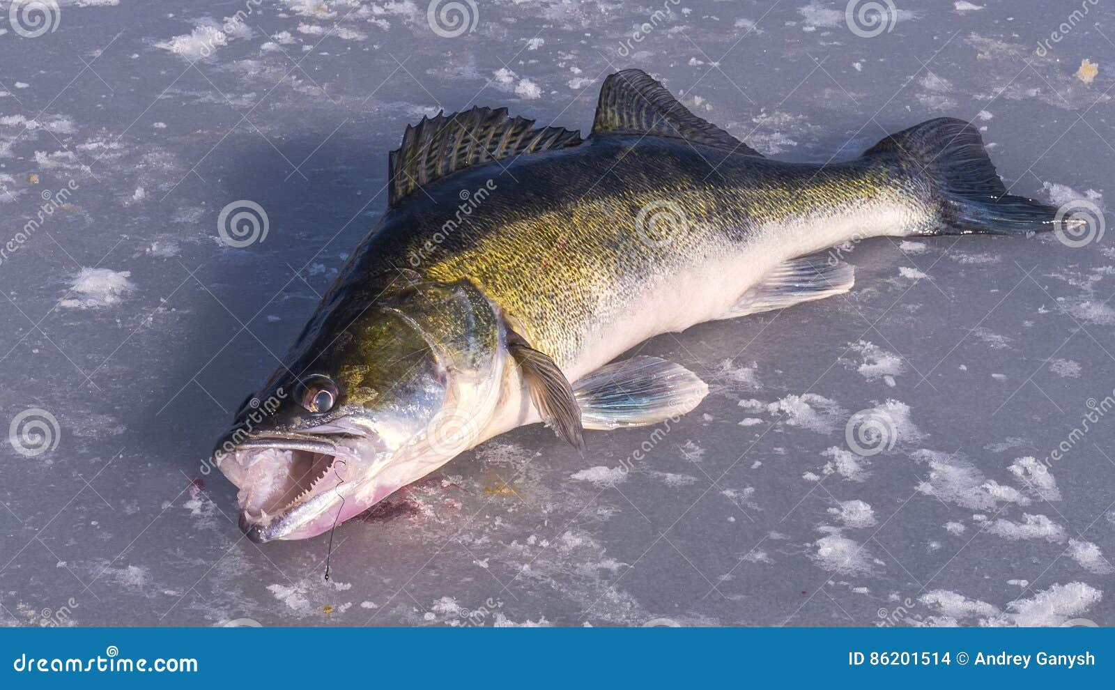 Big pikeperch on the ice stock photo. Image of hole 86201514