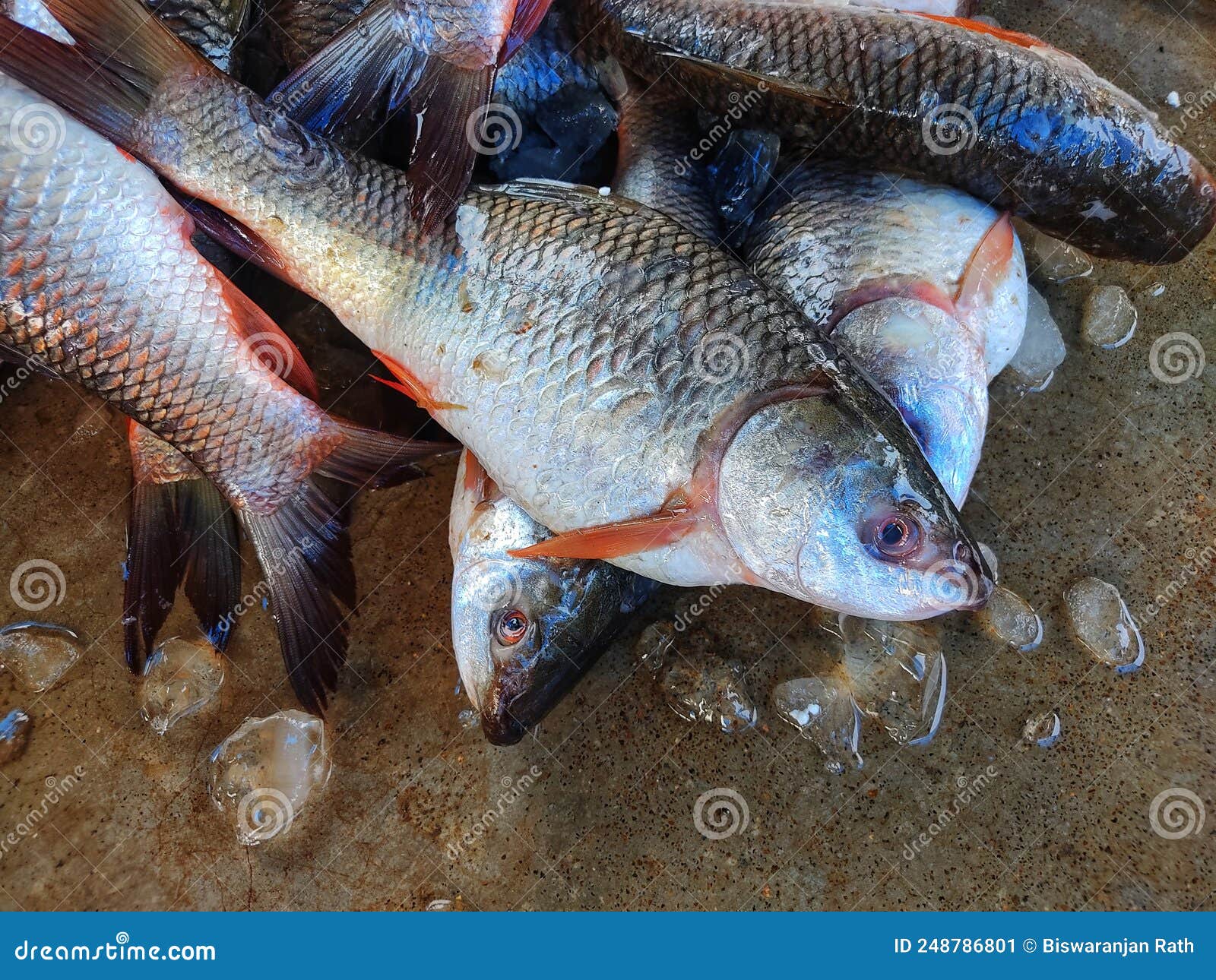 Big Pile Of Freshly Harvested Rohu Fish With Ice In Indian Fish Market