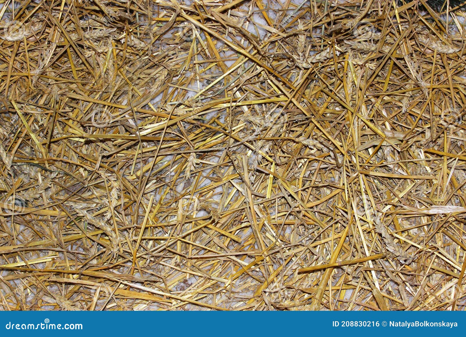 A Big Pile of Old Yellow Hay Straws on the Ground Hay. Hay Bails. Seamless  Texture Hay, Straw. Hay Background. Straw Stock Photo - Image of natural,  harvest: 208830216