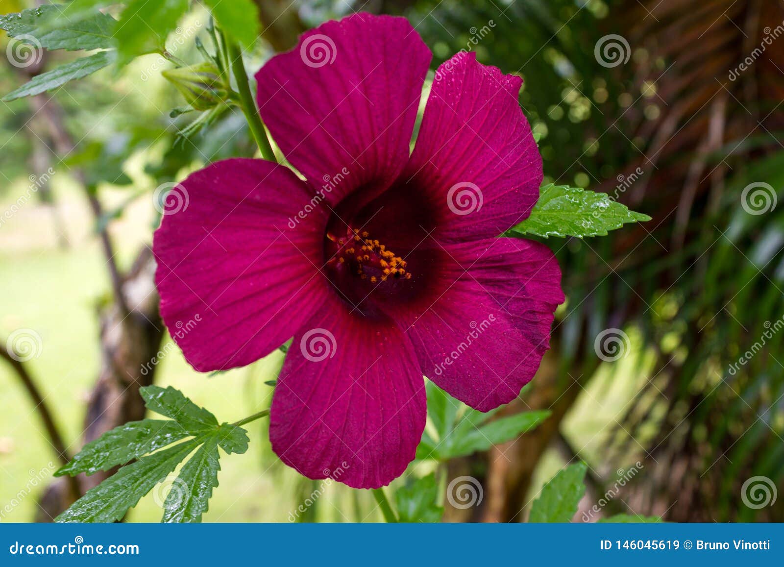 violet flower in