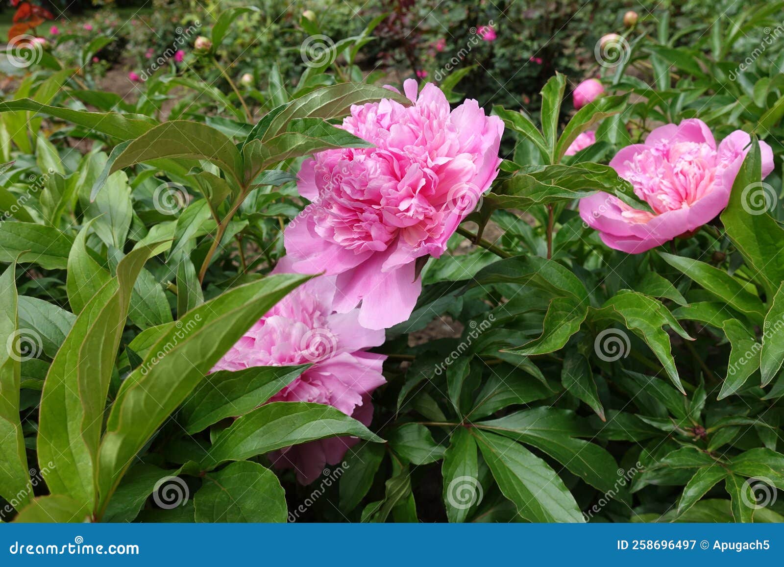 Big Pink Flowers in the Leafage of Common Peonies in May Stock Image