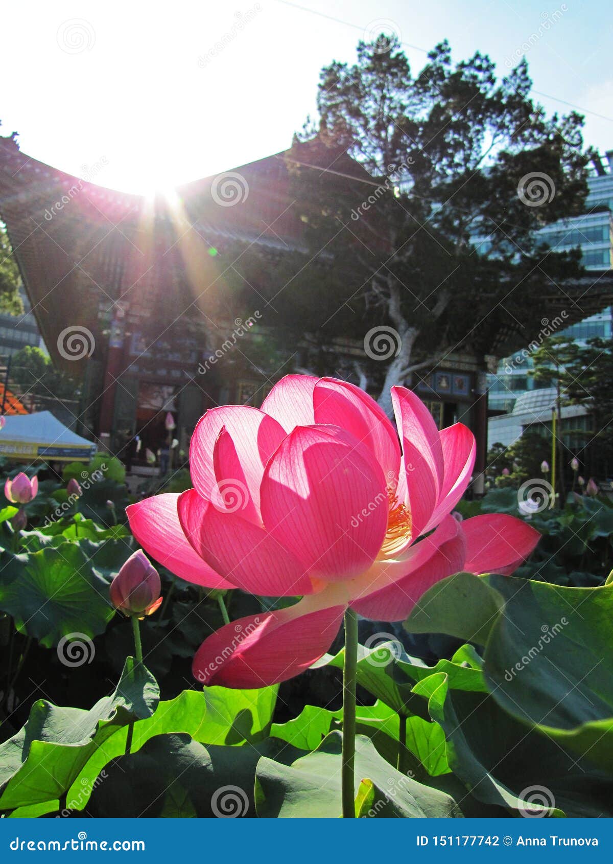 Big Pink Lotus Flower In Front Of A Korean Buddhist Temple