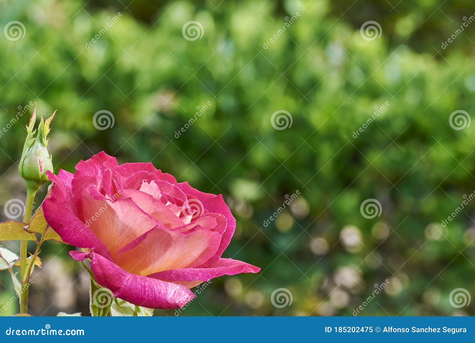 big pink rose in left bottom corner with green blurred background