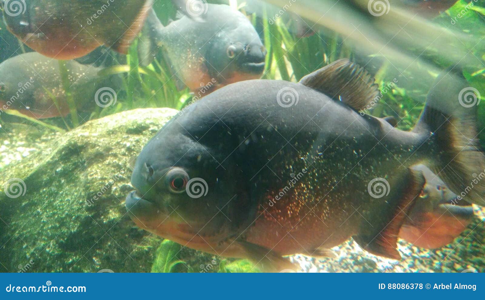 big piranas fish