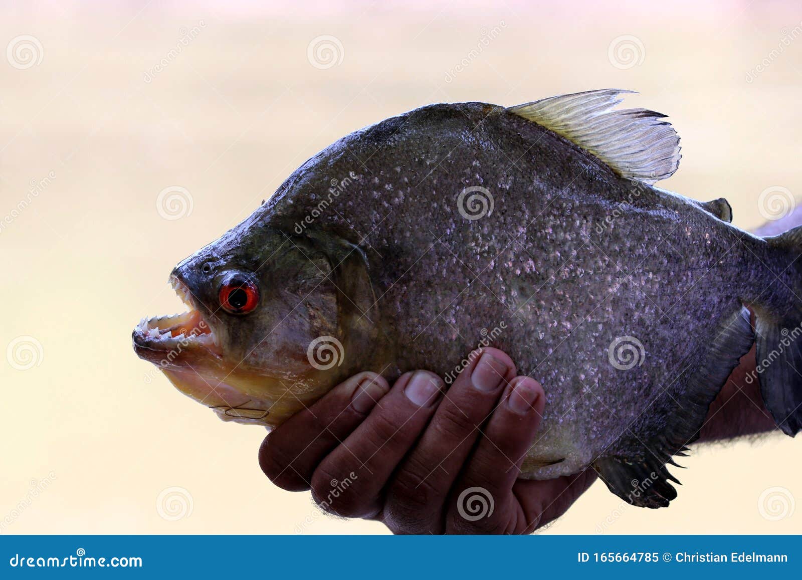 Big Piranha Amazon Brazil South America Stock Image Image Of Animal Beautiful