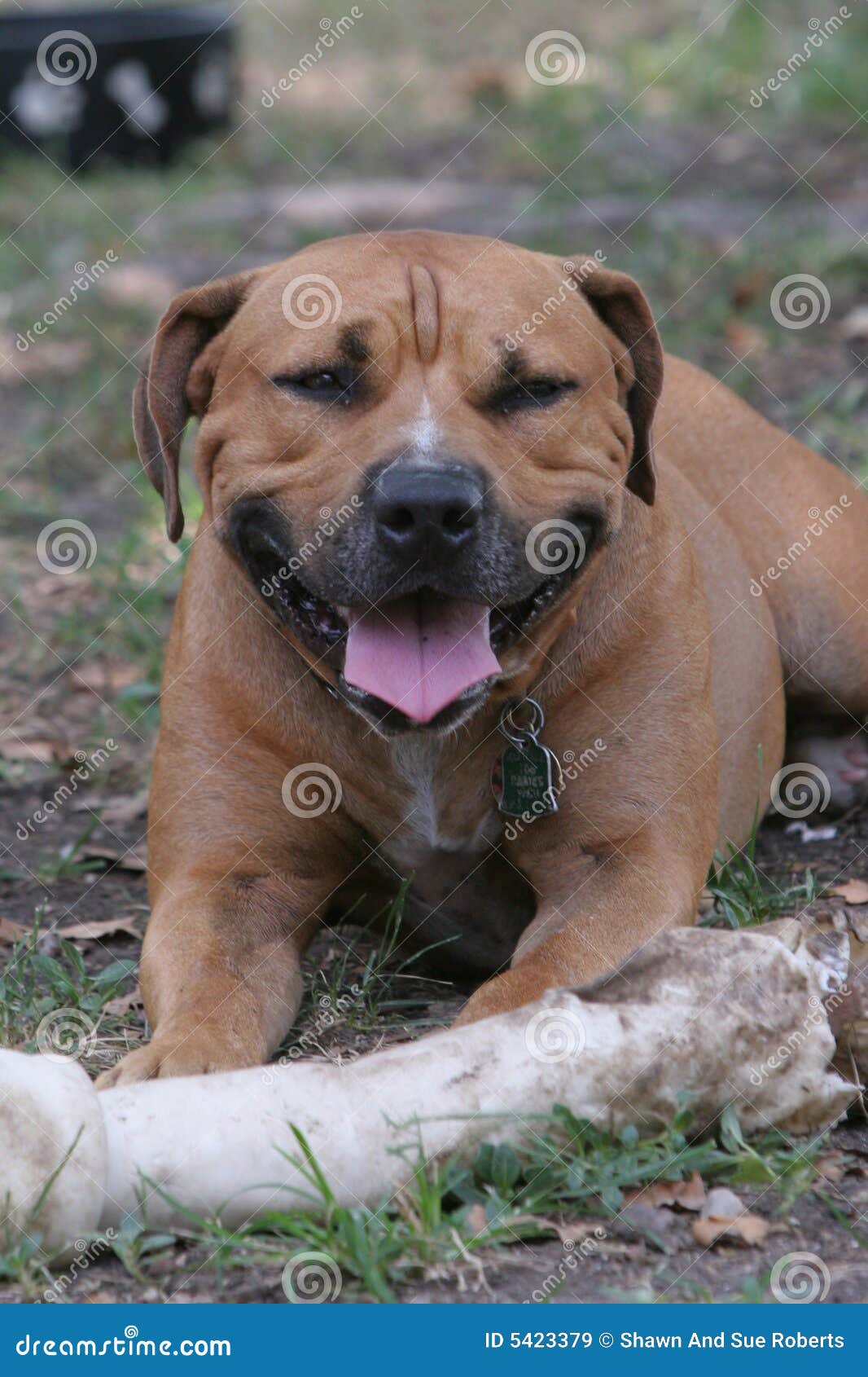 big pit bull terrier with a bone