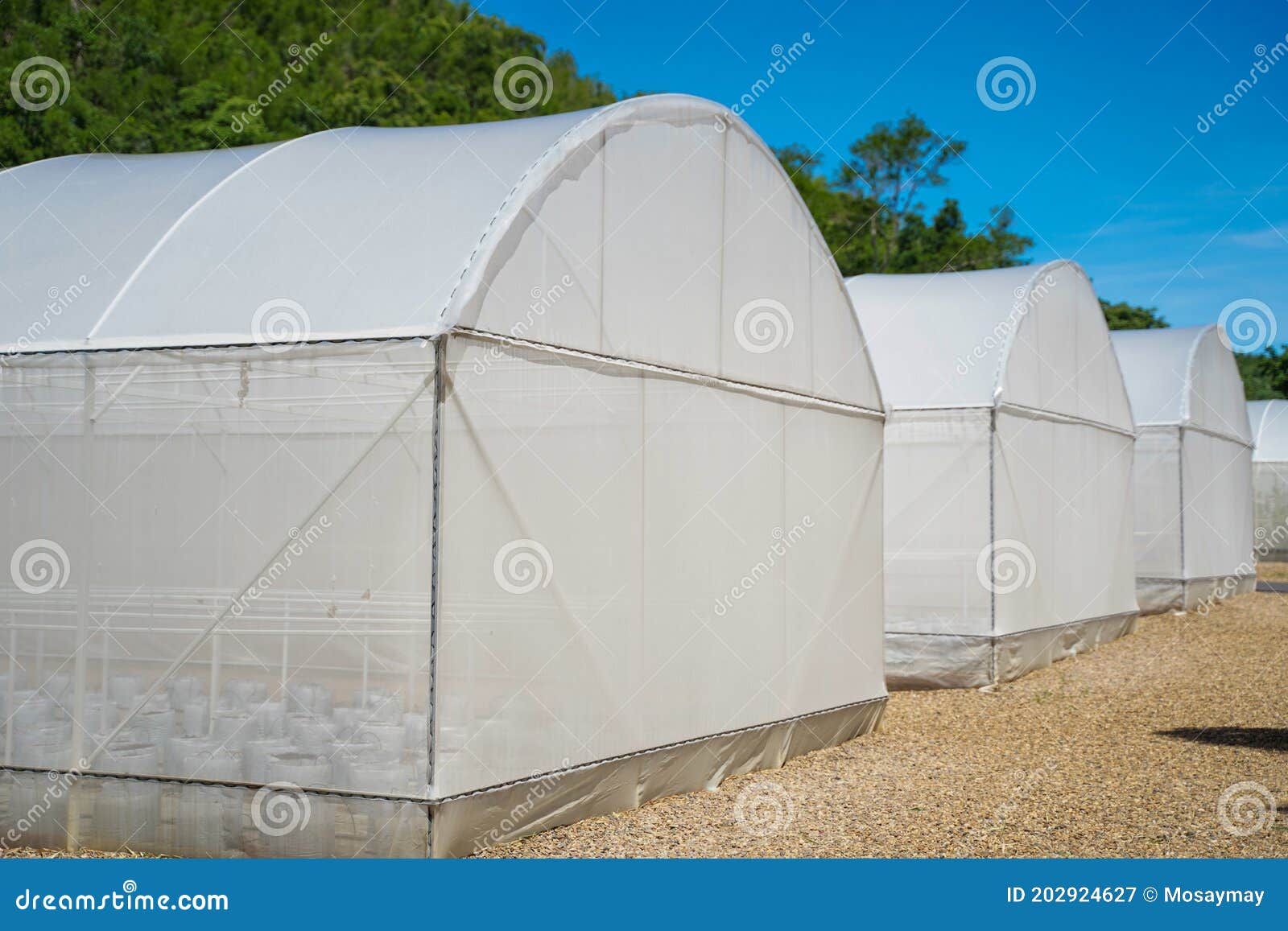Big Plant Growing Tents in Farm Stock Image Image of tents