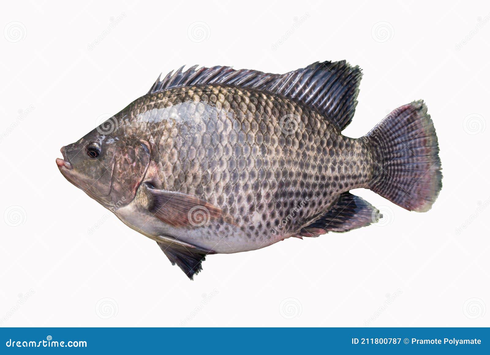 big plentiful fat tilapia fish  on white background