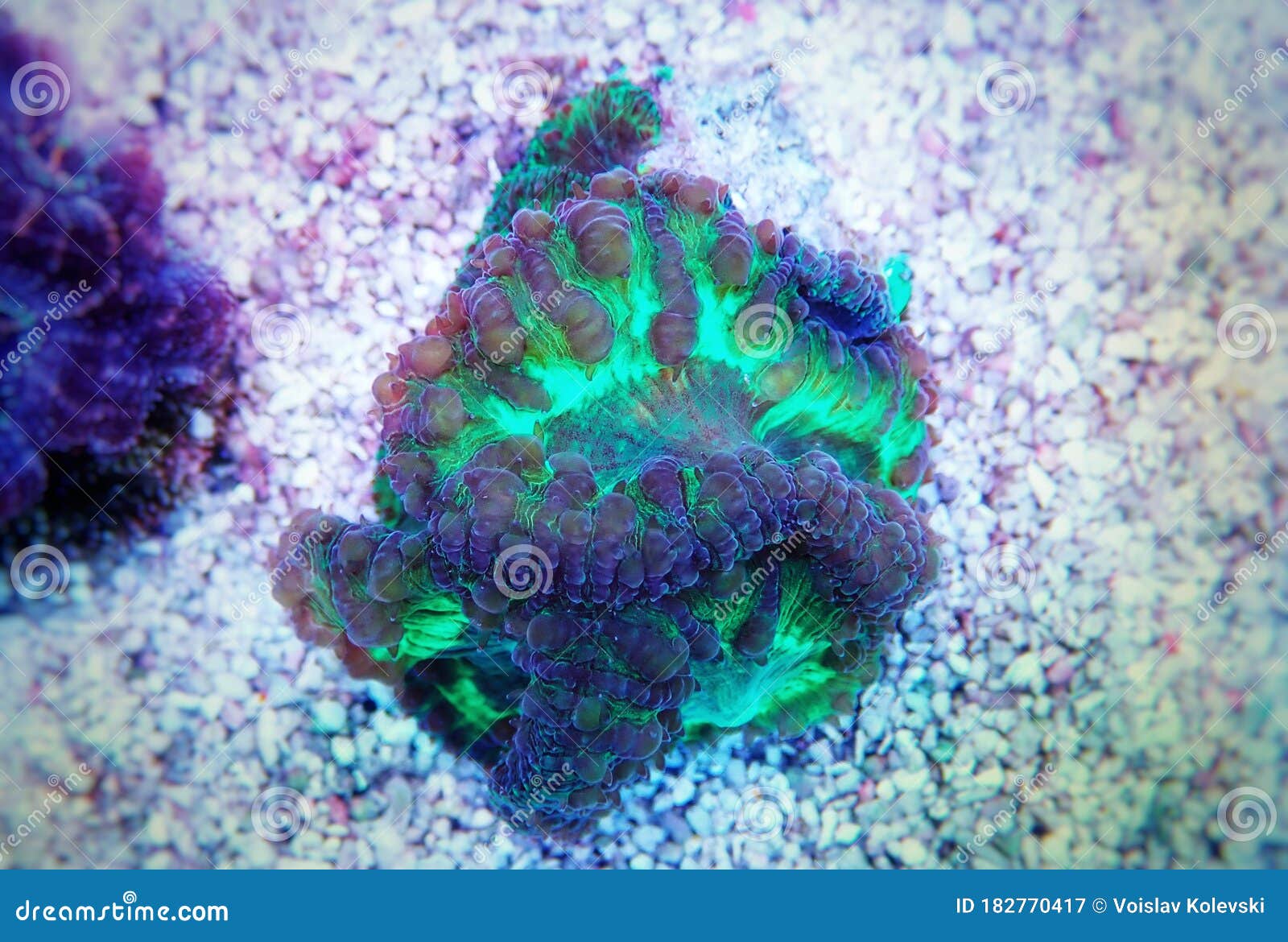 Big Polyp Blastomussa Coral: LPS Large Polyp Stony Corals Stock Image ...