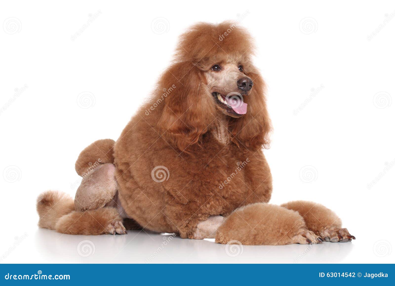 big red poodle