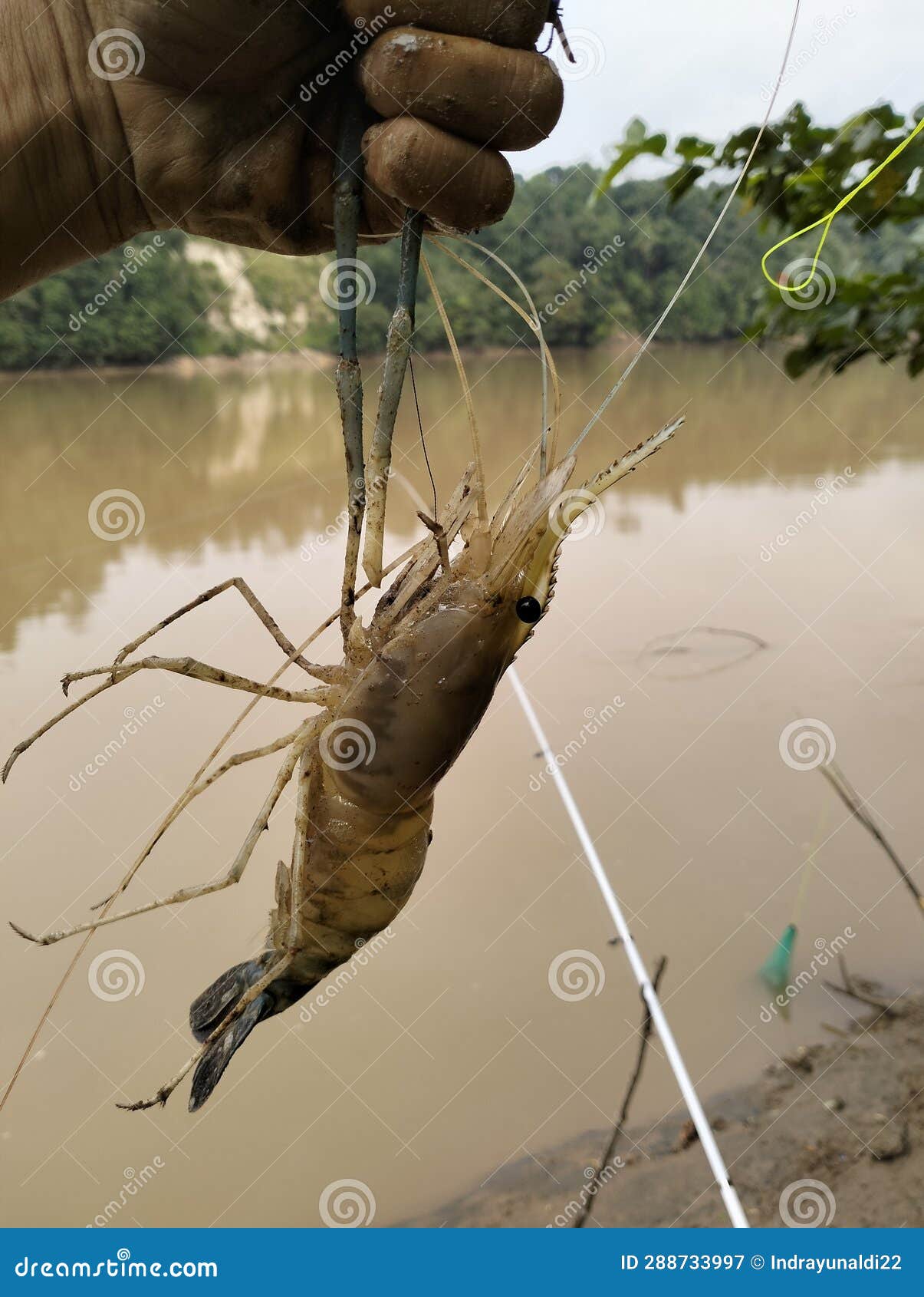 Big Prawn Fishing, River Shrimp Stock Image Image of rivershrimp