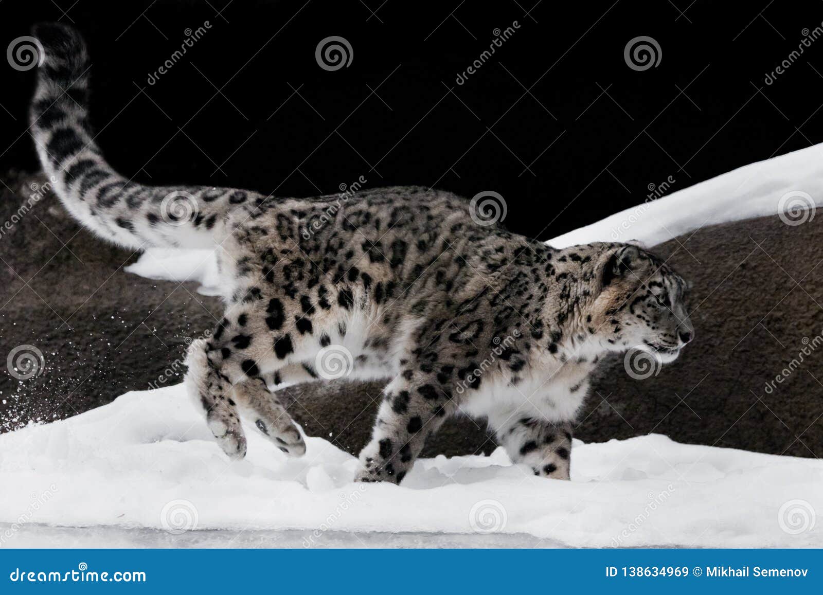 The Snow Leopard Deftly Jumps and Runs through the Snow Against a Dark Background, Strong and Fast.Γ Rare Animal Stock Image - Image of face, white: 138634969 The Snow Leopard Deftly Jumps and Runs through the Snow Against a Dark Background, Strong and Fast.Γ Rare Animal Stock Image - Image of face, white: 138634969