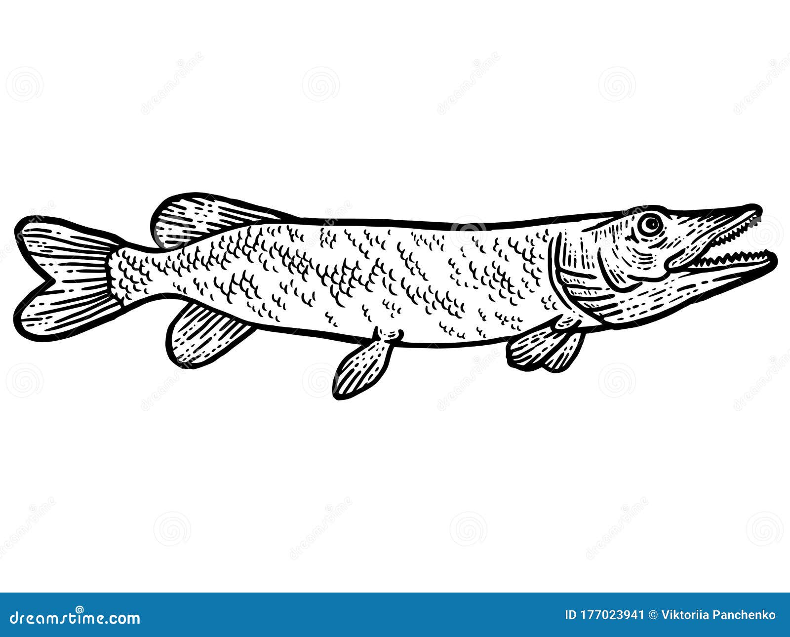 big predatory fish pike. t-shirt apparel print . scratch board imitation. black and white hand drawn image.