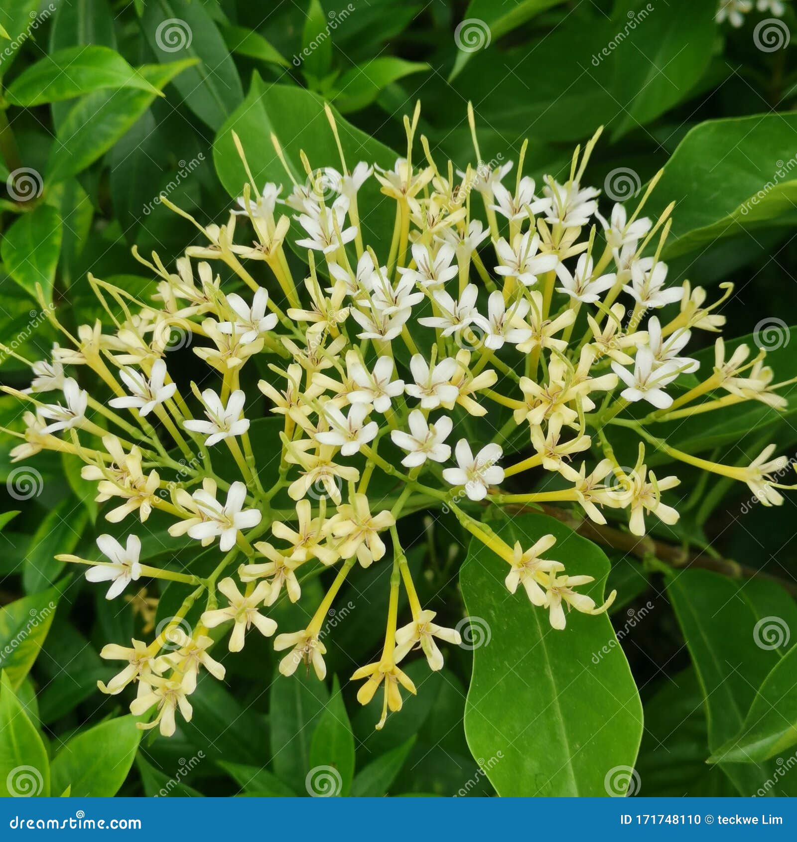 Big pretty flower closeup stock photo. Image of flowers 171748110