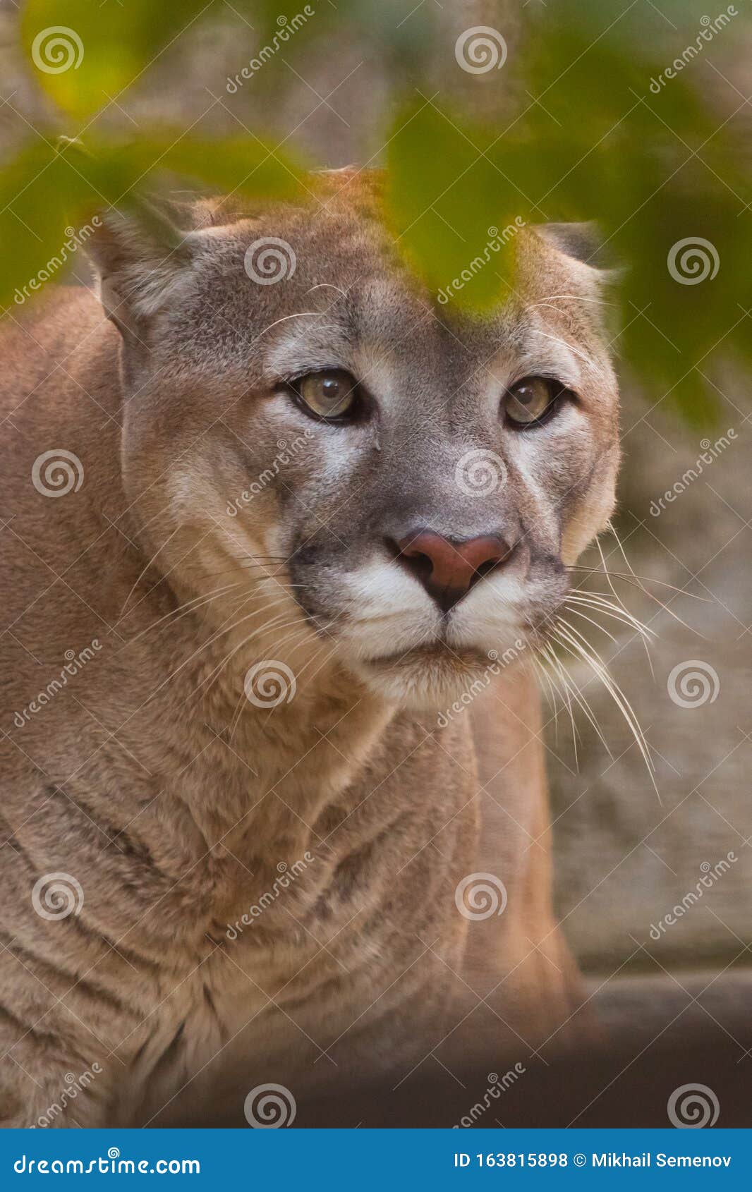 spray Stare guard Big Puma Cougar Cat with a Clear Look Predatory Looks from Behind Green  Leaves, Predator in Ambush, Closeup Portrait Stock Photo - Image of  montana, muscle: 163815898
