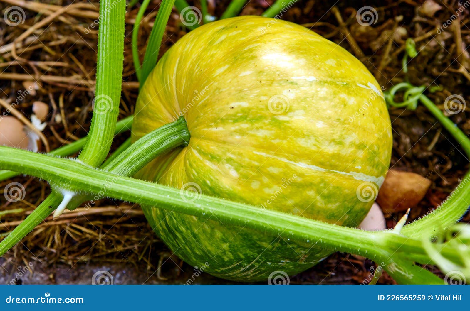 Big Pumpkin Growing on a Pumpkin Patch Stock Image - Image of round ...