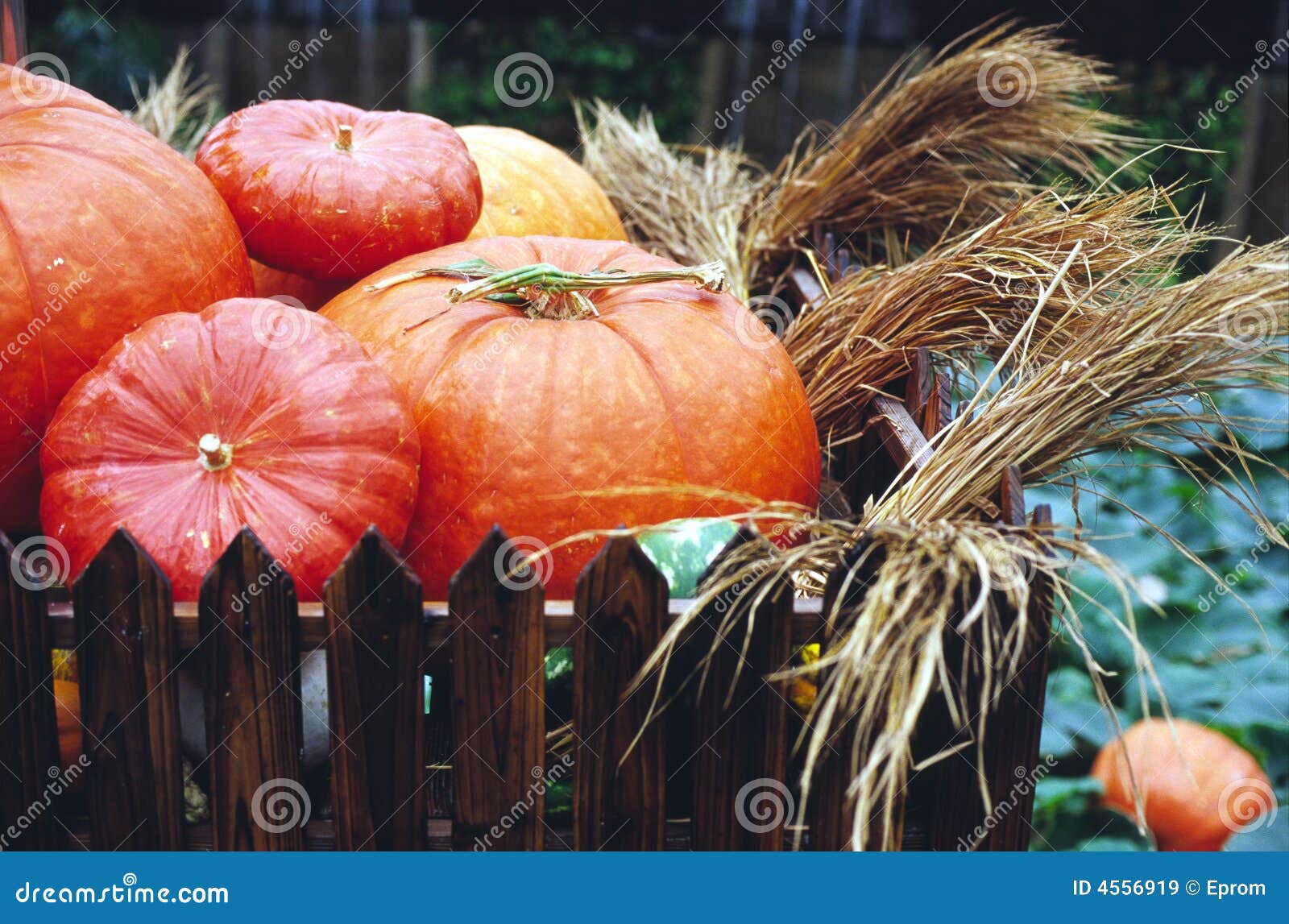 56,078 Garden Pumpkins Stock Photos - Free & Royalty-Free Stock Photos from  Dreamstime