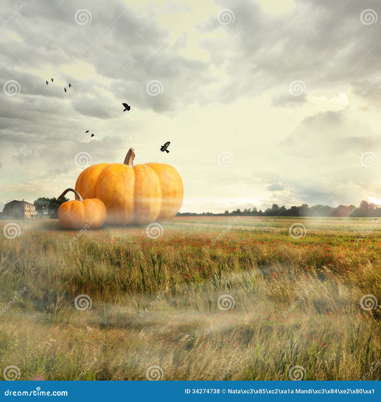 9,021 Orange Big Pumpkins Stock Photos - Free & Royalty-Free Stock Photos  from Dreamstime