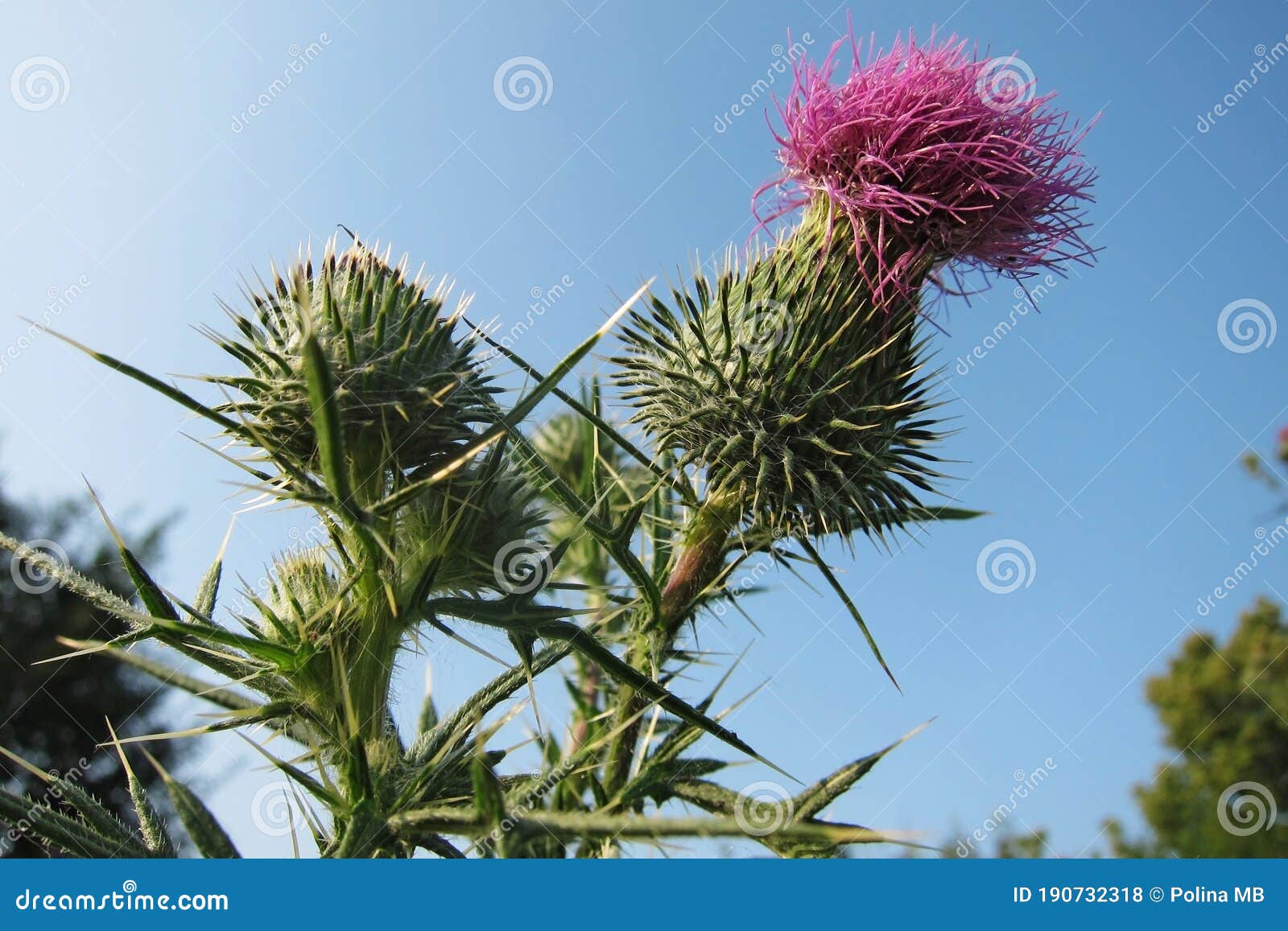 Big purple thistle stock photo. Image of head, floral - 190732318