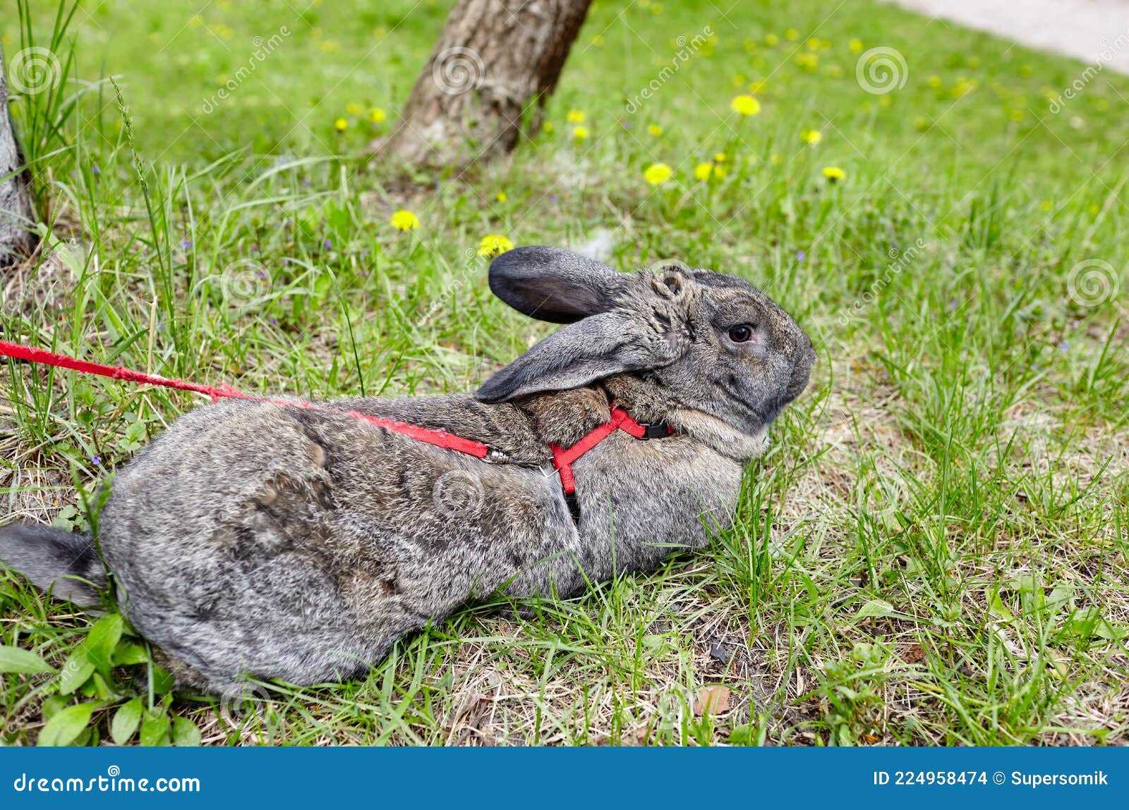 rabbit in forest Image of color, outdoors - 224958474