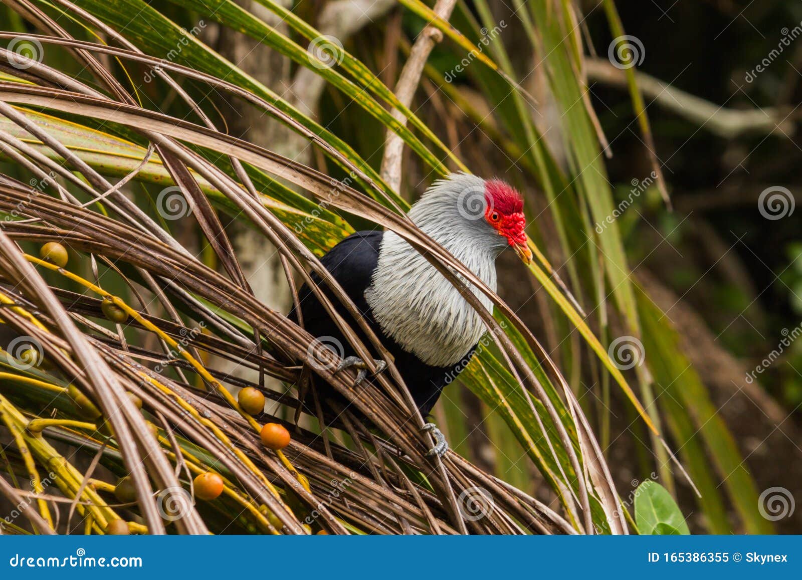 The Big Red Bird on the Palm Tree Stock Image Image of heron, arid