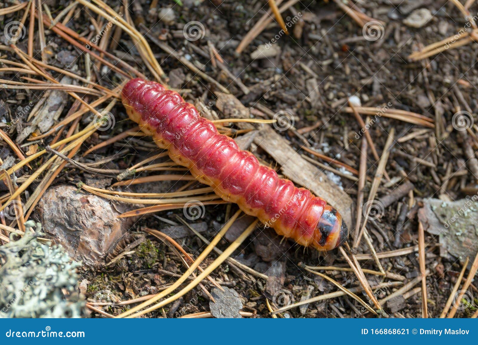 Big red caterpillar stock image. Image of summer, colorful 166868621