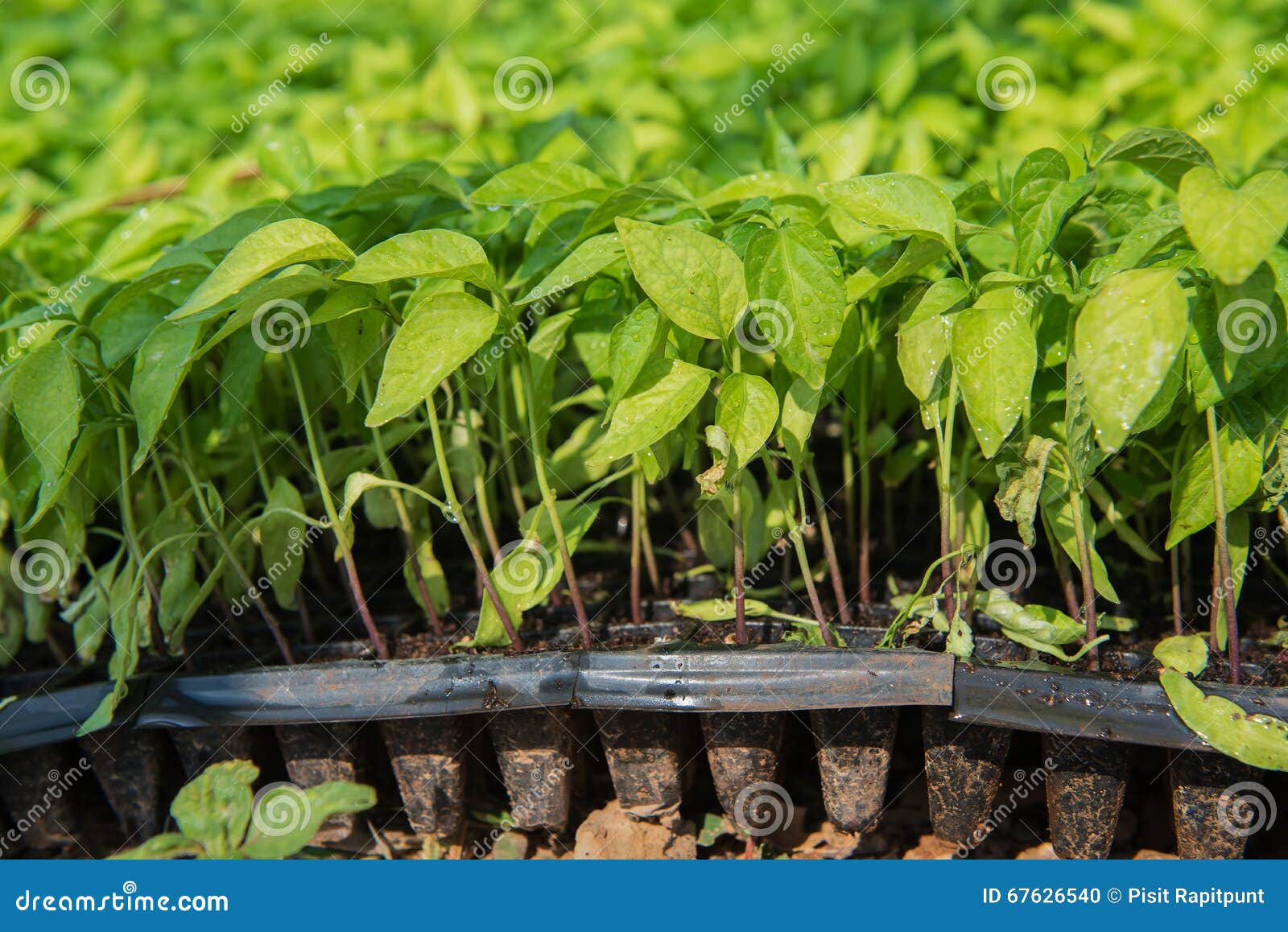 Big Red Chili Pepper Young Tree Plant in Pots. Stock Photo Image of