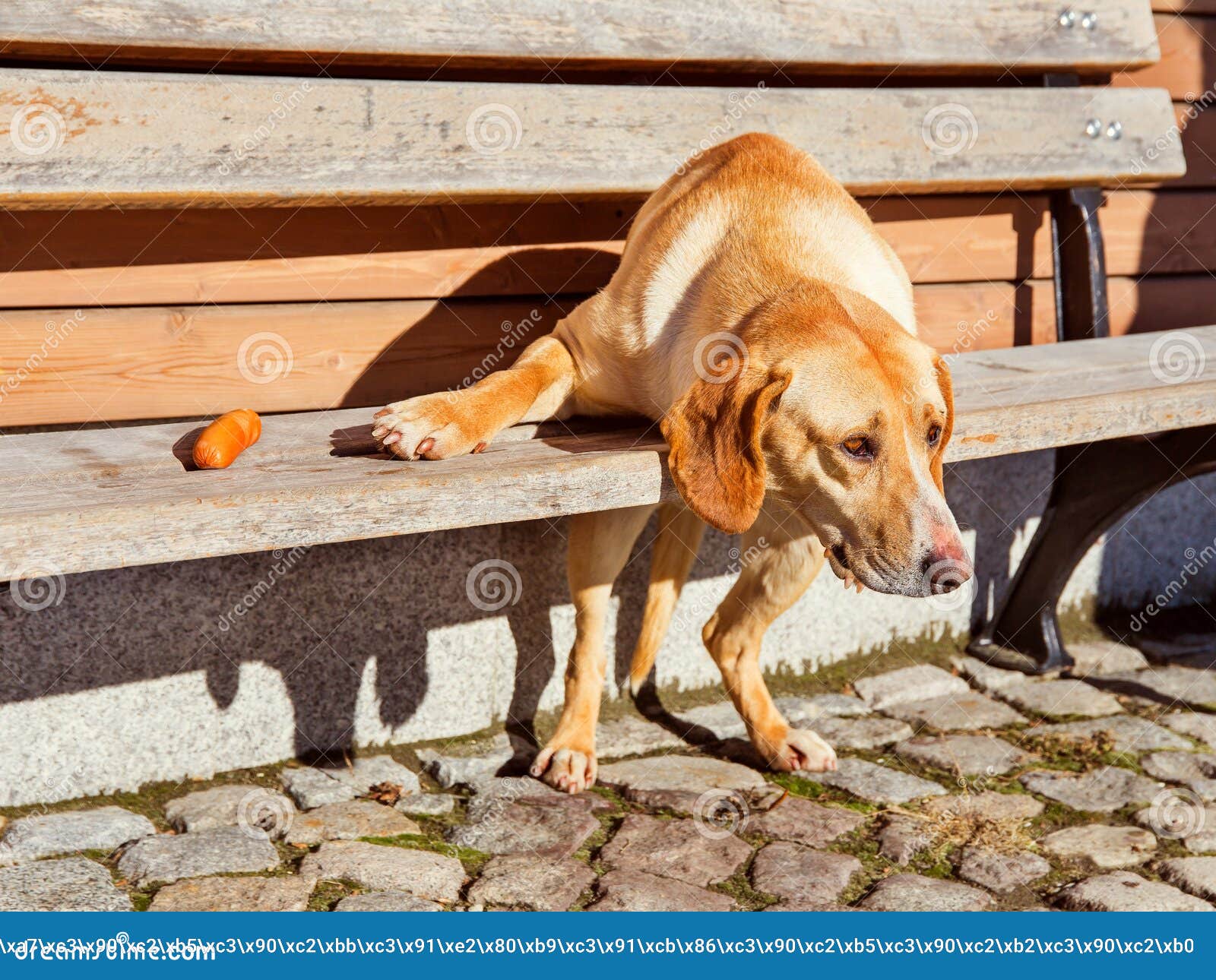 Big Red Dog Basking in the Sun, Next To a Sausage Stock Image Image