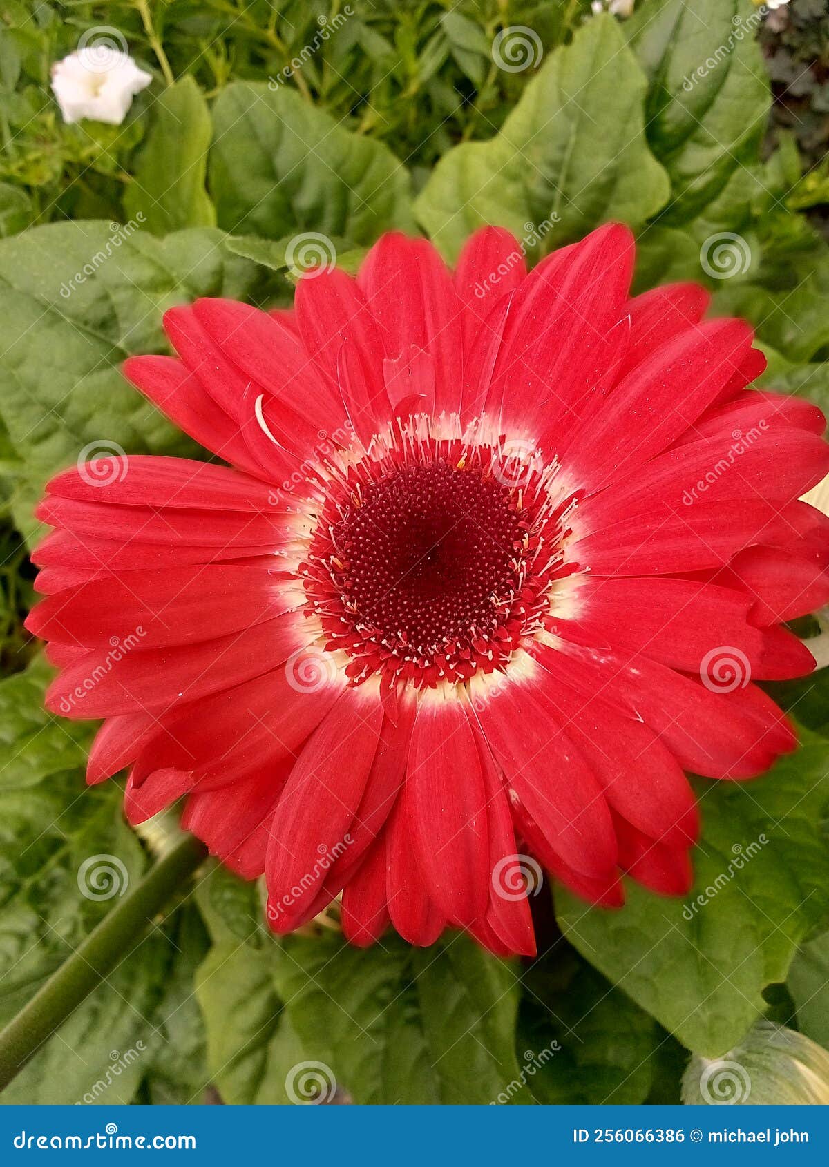 Big red flower stock photo. Image of dahlia, plant, herb 256066386