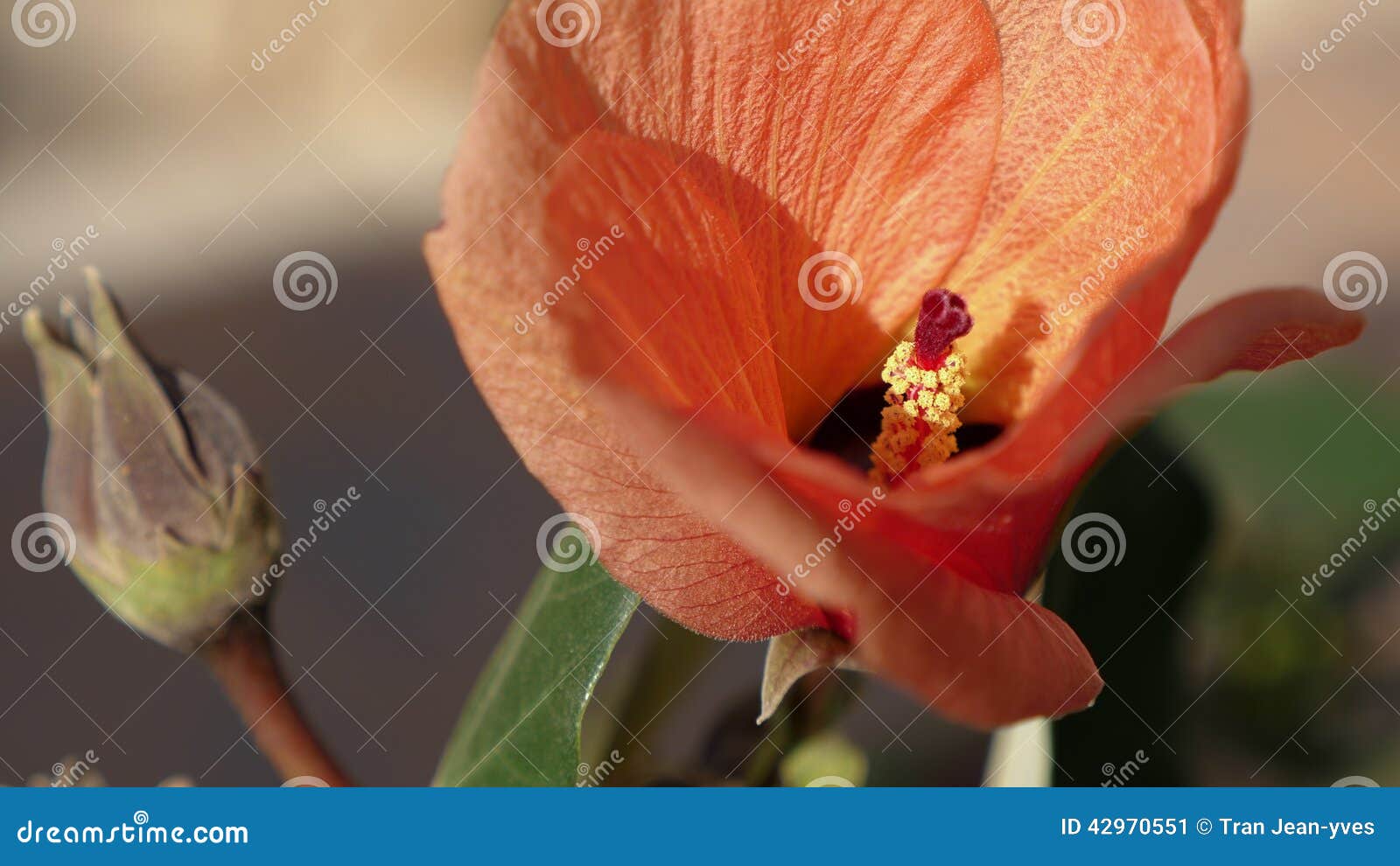 A Big Red Flower stock image. Image of green, leaf, sunny 42970551