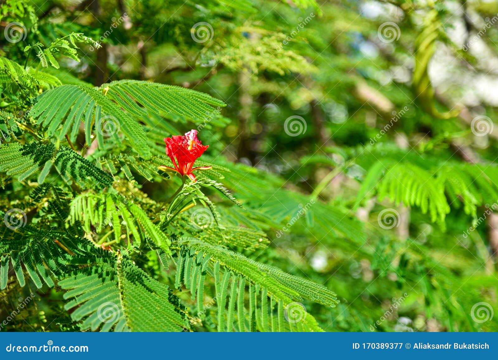 Big red flower on a tree stock image. Image of summer 170389377