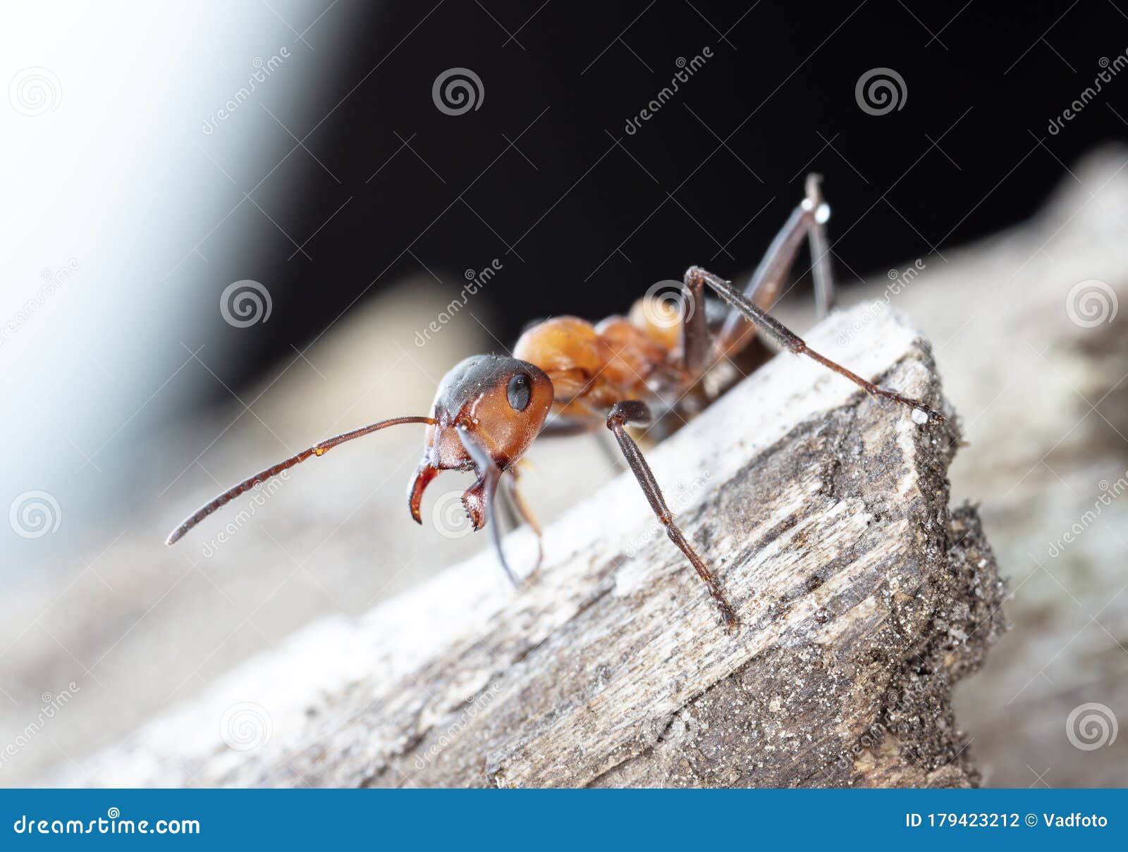 big red ants big red ants