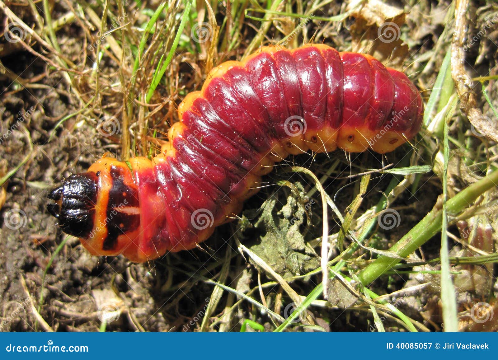 Big red grub as fishfood stock image. Image of meal, creature - 40085057