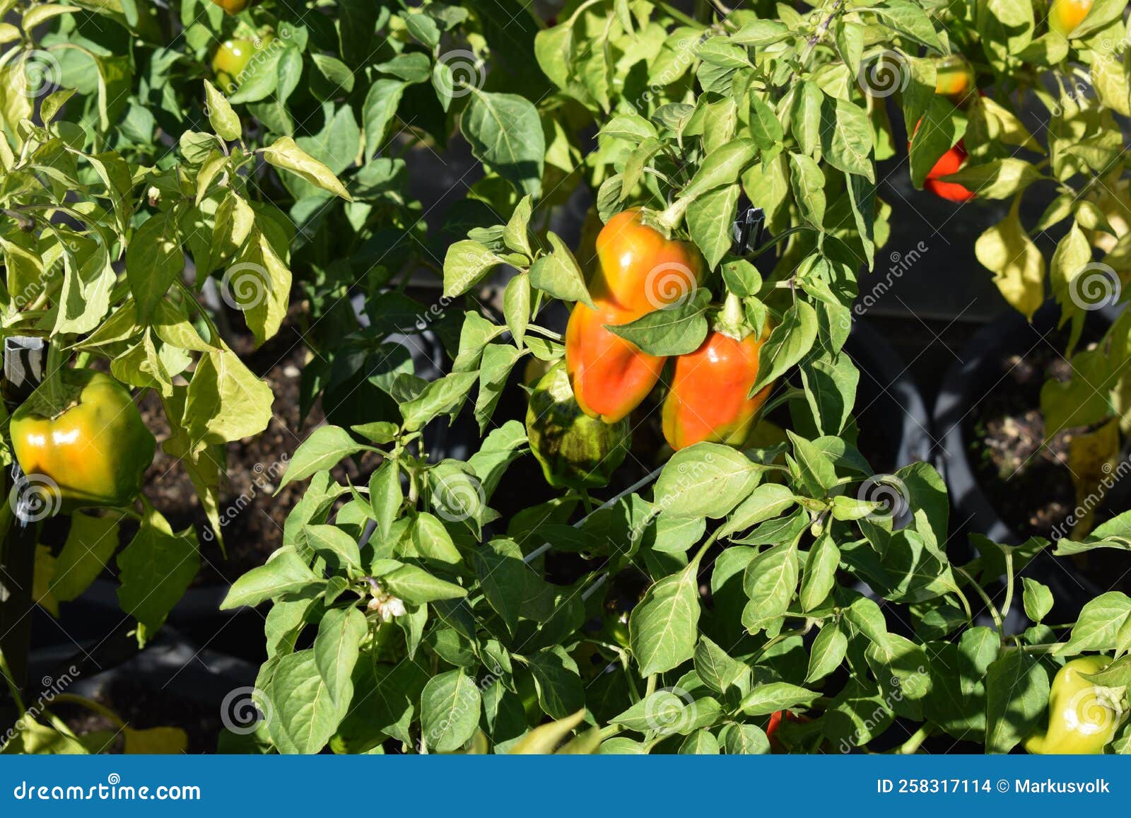 Red hot paprika plants stock photo. Image of berry, plants 258317114