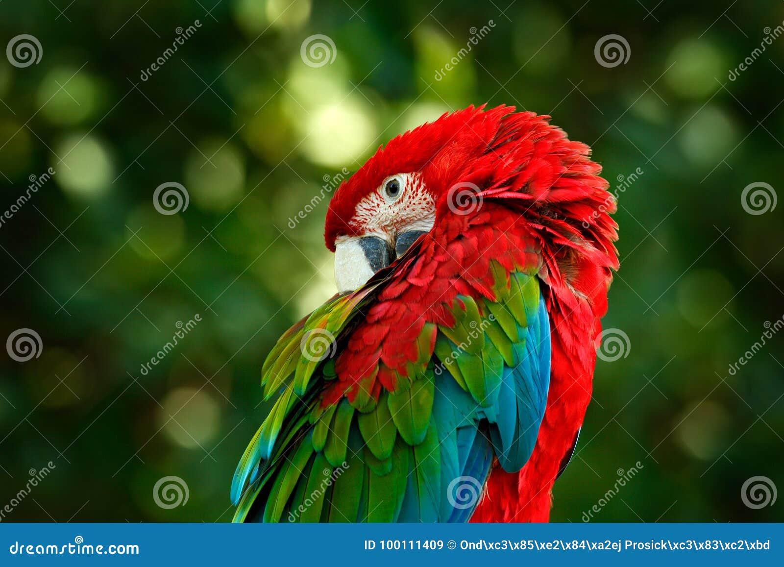 big red parrot red-and-green macaw, ara chloroptera, sitting on the branch with head down, brazil. wildlife scene in nature. beaut