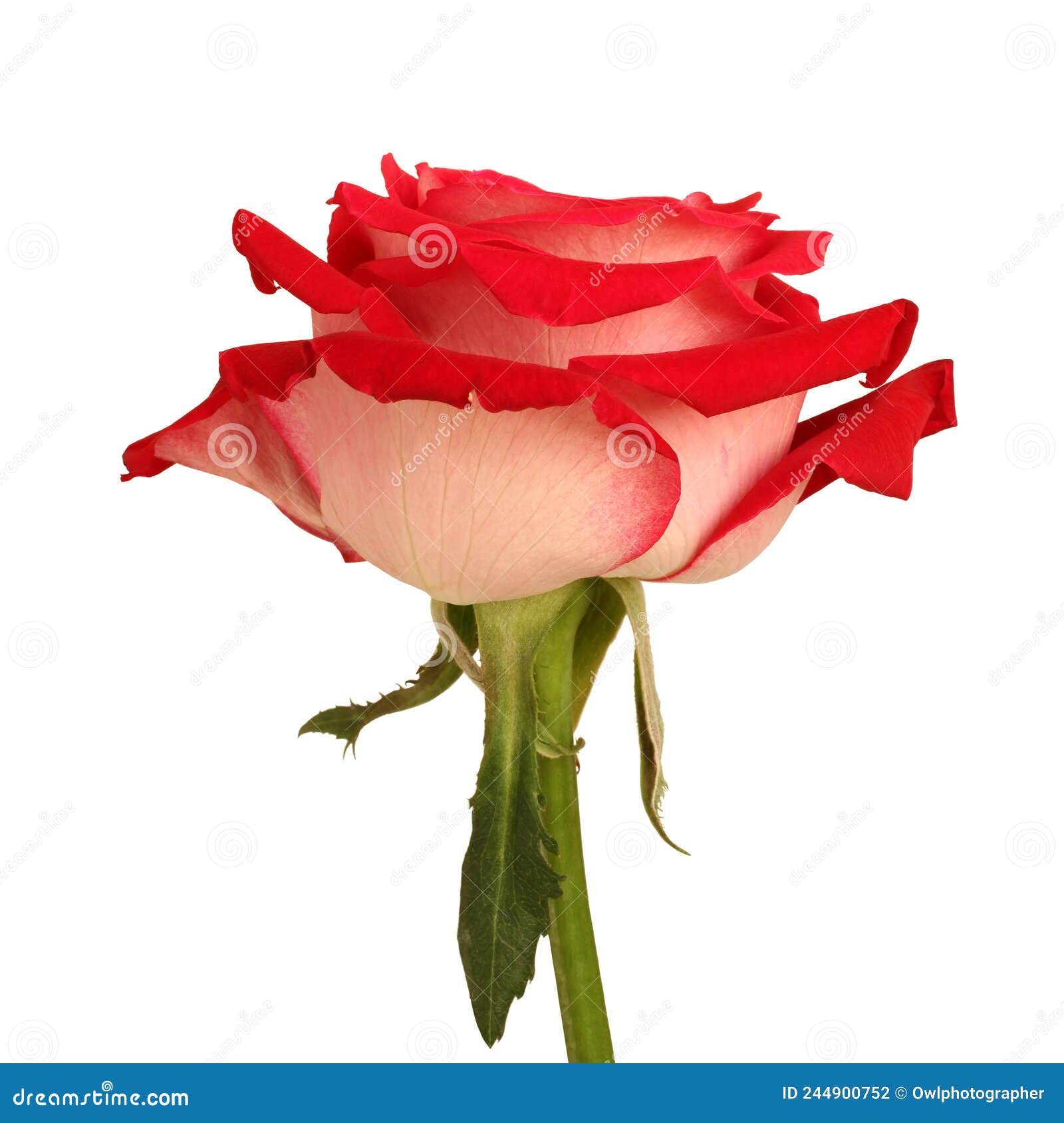 Big Red Rose on White Background. Closeup Stock Photo Image of growth