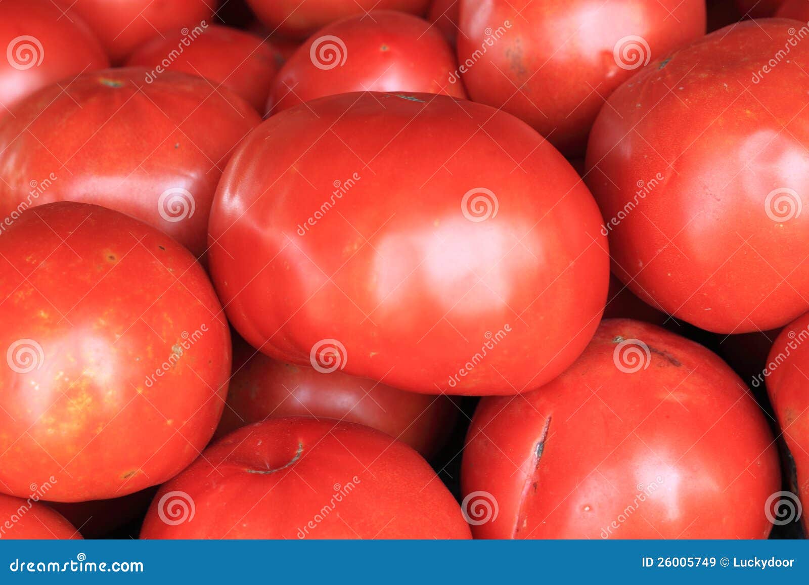 Big Red Tomatoes stock image. Image of garden, closeup 26005749