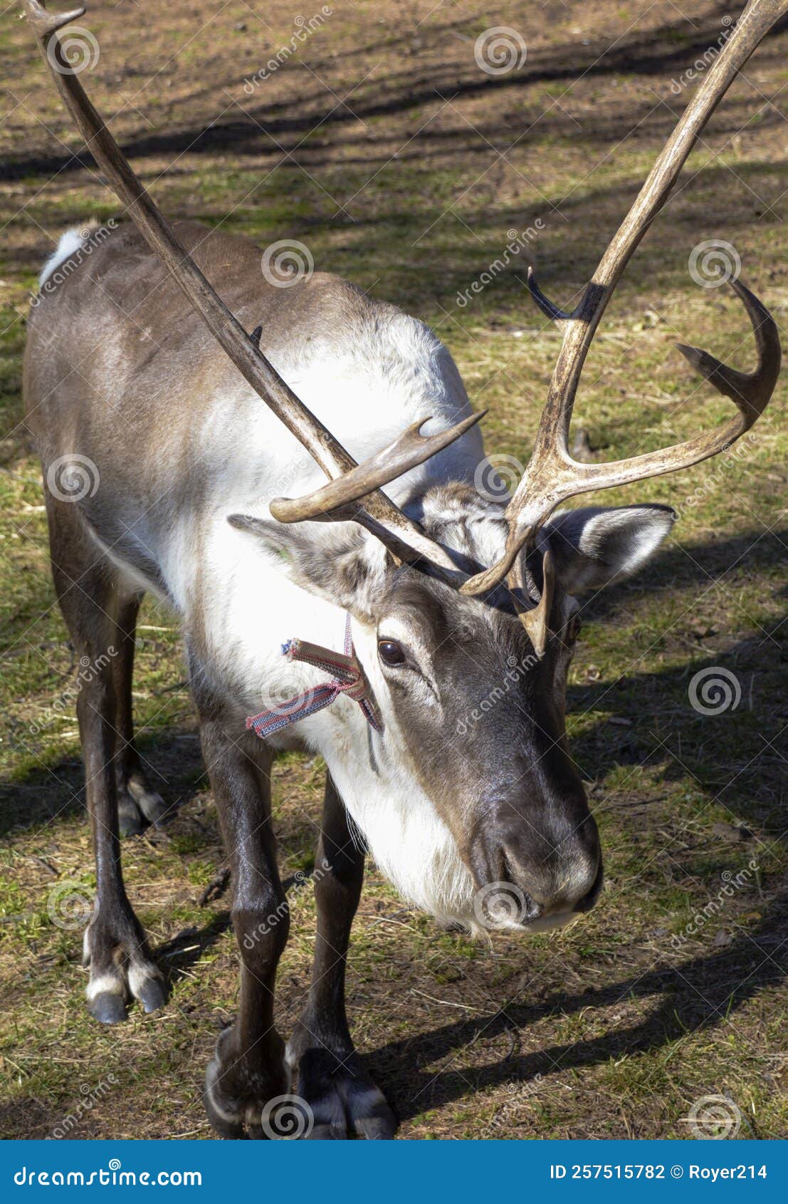 Big Reindeer stock photo. Image of reindeer, dear, reindeerarxan