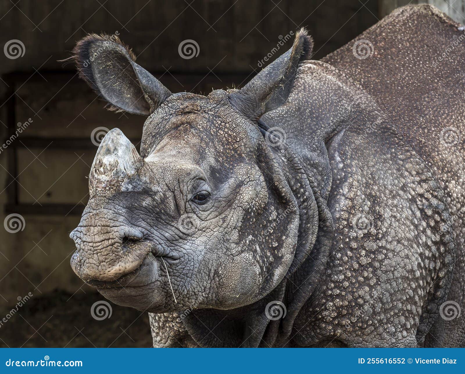 big rhinocero eating some grass