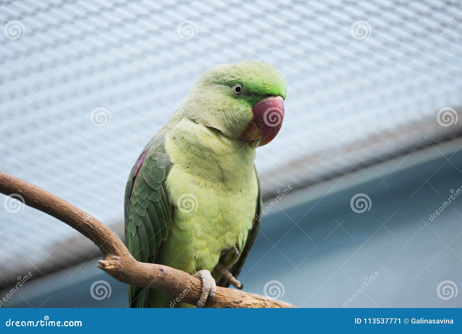 Ringed parrot Stock Images - Search Stock Images on Everypixel